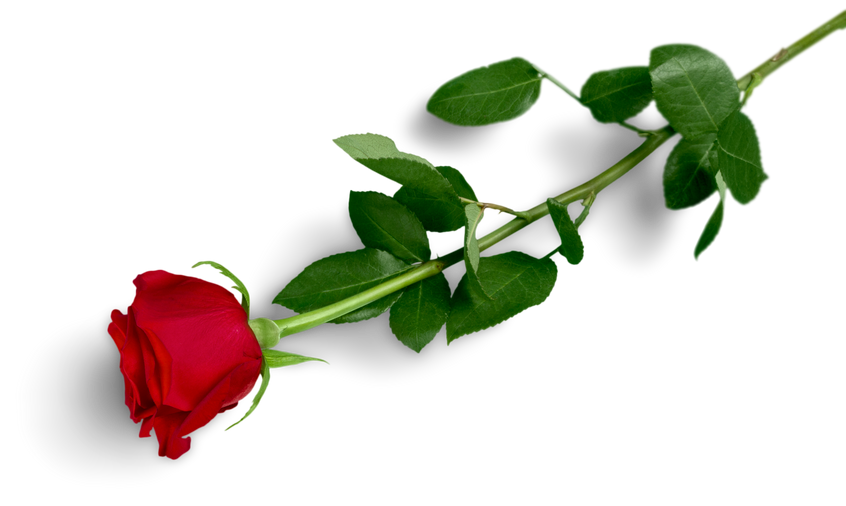 Red Rose with Green Stem
